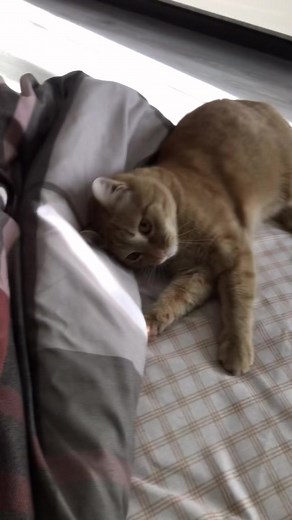 #кОтОстрофа #пашаКОтОстрофа #catsoftiktok #котикиприколы