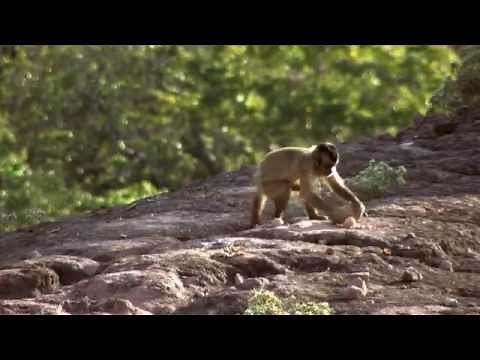The Bearded Capuchin Monkeys of Fazenda Boa Vista - Documentary Trailer