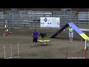 Rottweiler Agility - Gracie gets her PAX TITLE !!