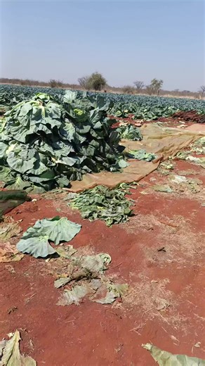 Harvesting Cabbage Before the Rain