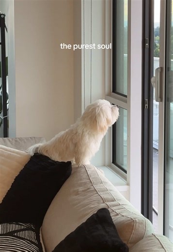 He loves the breeze 🥹 #morkie #puppy #fyp #foryou #puppylove #puppiesoftiktok #puppytok #cute #viral #puppiesoftiktok #puppydog