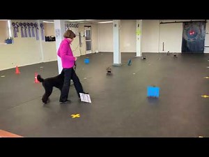 AKC VIRTUAL BEGINNER NOVICE OBEDIENCE COURSE 2/Katie