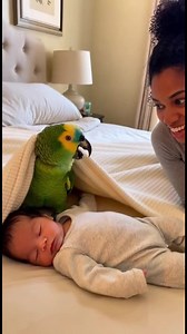 993K views · 21K reactions | Parrot Claims Baby After 9 Months! #ParrotDrama #FunnyParrot #ParrotMom #BirdsOfTikTok #ViralPets | Talking Parrot | Facebook