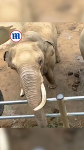This elephant was up to the tusk! 🐘 | Daily Mail Moms
