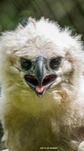 The World’s Most Powerful Eagle? 😳🔥