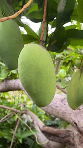 Download Green mango on the tree for free