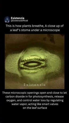 The Microscopic Breathing Gates of Plants