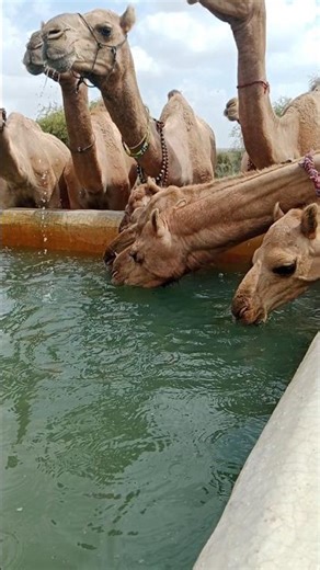Thirsty Camels Drinking Water in Thar Desert 🌵 | Desert Life