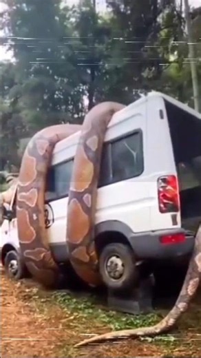 Biggest Snakes On Earth Caught On Camera! #snake #python #anaconda