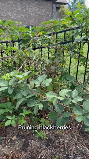 Check out my pruning playlist for more tips on pruning berry plants. #gardentips #gardentipsandtricks #pruning #blackberries #backyardfruit #homegarden