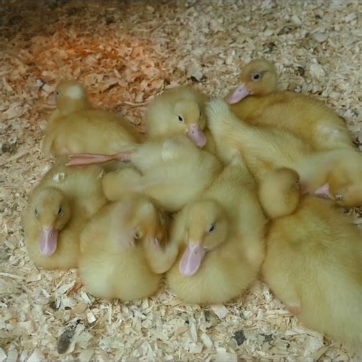 Who wouldn't love such cute little chicks? #chicken
