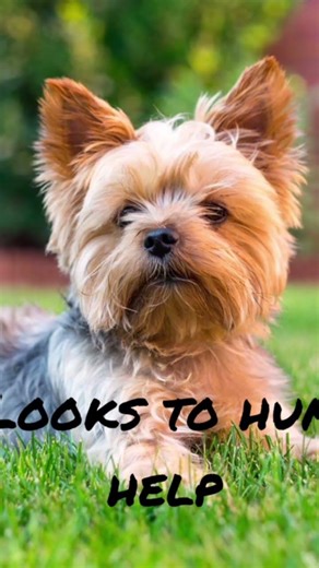 wolf vs dog behavior