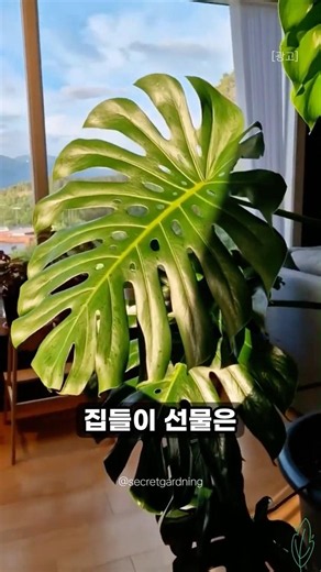3 Best Housewarming Plants That Bring Good Luck 🍀 #PlantRecommendations #HousewarmingGift