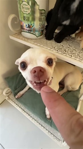 Niki is the most celebrity chihuahua in the world🤣🤣