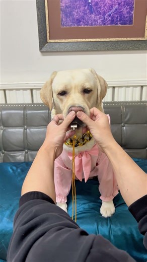 这狗子吹得还挺有节奏的！This Doggo is blowing in quite a rhythm!#搞笑汪驾到#萌寵#寵物#搞笑#拉布拉多 #doglover #Labrador #dog