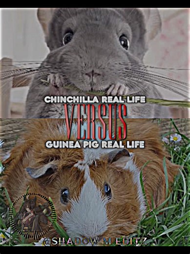 Guinea Pig vs Chinchilla: A Fun Comparison