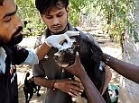 New face for maggot-infested dog rescued by charity in India
