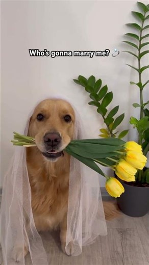 ❤️🤗 #wedding #dog #funny #cute #bride #goldenretriever #puppy #dogs #pets #retreiver #dogmom