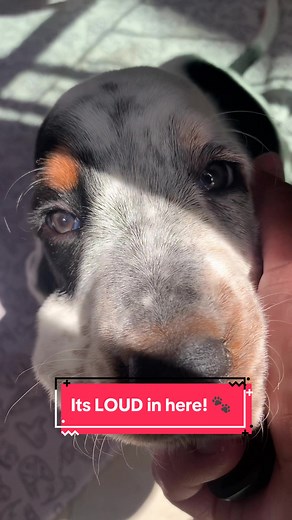 Basset Hound Puppy Learning to Howl