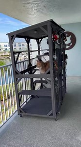 Santa Claws/Paws came early and added another Aivituvin AIR22 Cat House to our existing one. Now we have double the space! Link below. https://aivituvin.com/?ref=fisherthemainecoon Use Code FM5 for Discount | Fisher The Maine Coon
