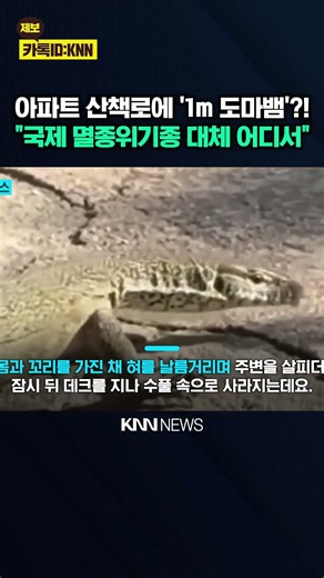 "Why is a giant lizard here?"… 1m-long lizard spotted at Suwon apartment / KNN
