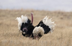 Sexy ostrich loves to dance with his caretaker (video)