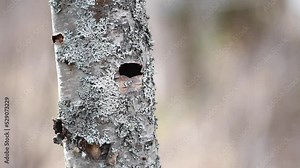 Black-capped chickadees build a nest inside a hollow tree.