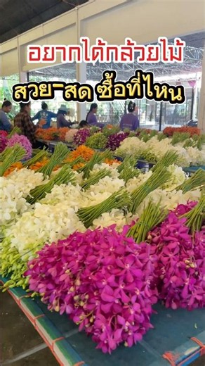 If you want beautiful and fresh orchids, you must buy them from us! #thaiorchids #orchid #thaiorc...