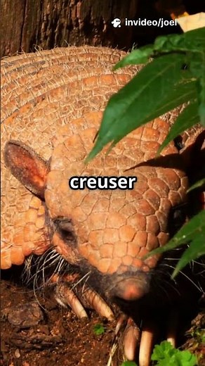 Découvrez le Tatou: Un animal fascinant!