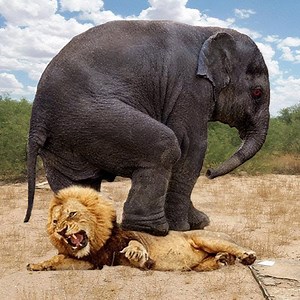 739K views · 1.3K reactions | Top 10 Animals that Can KILL LIONS - Lion vs Elephant, Hippo, Hyena, Rhinoceros, Zebra, Crocodile #wildlife #animal #lion | Love Animals | Facebook