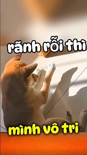 Có những ngày vô tri đến lạ thường #shorts #dog #cutedog #doglife #cute #cucdenunu