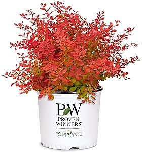 2 Gallon Proven Winners Barberry Sunjoy Neo Shrub
