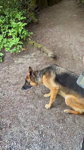 Remy back at her happy place #splash #gsd #swim #swimming #swim #hike #optoutside #fyp #reelsfb | Fluffbutt Remy