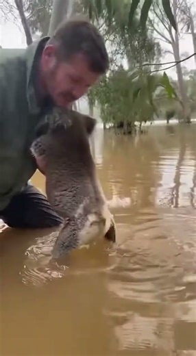 Koala Rescued From Flooded Tree Base :- AI Created