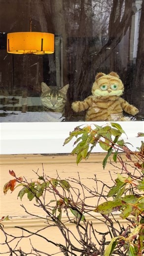 My bengal, Gilda Catner, has recruited a new partner in crime that she can boss around. #catplushy #bengalcat #cats