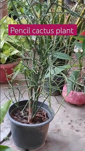 Pencil cactus plant(Euphorbia tirucalli)complete information how to grow, care & propagation