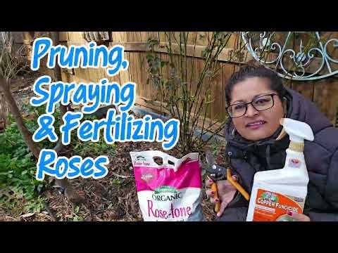 How To Prune, Spray & Fertilize Roses
