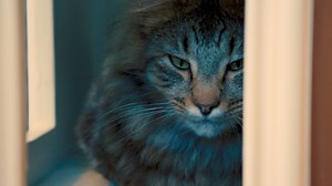 Oakland-based 'Cat Town' is a cat-sized city for rescue pets