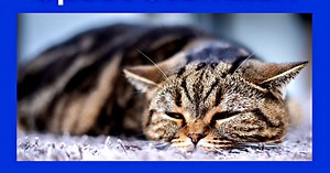 6 Home Remedies for Your Cat's Upset Stomach