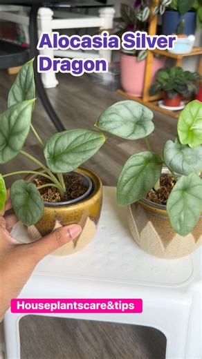 Alocasia Silver Dragon 華 House Plants Care & Tips | House Plants Care & Tips | Facebook
