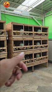 ELBA Chicken Farming 600 Chickens in a 1x2 Meter Box Cage (Open Order for Pullets)