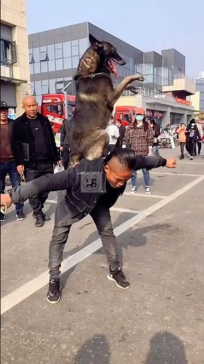 Amazing Dogs ❤️ Heartwarming Stories & Unbelievable