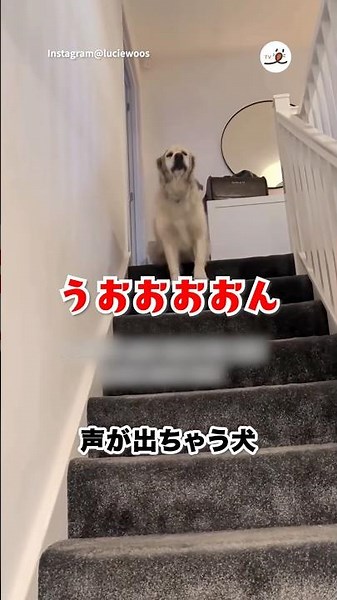 階段降りるとき声出ちゃうタイプ｜PECO