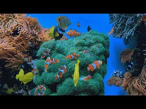 Sunset Dream Cheel เพลงไม่ติดลิขสิทธิ์ Music Content Creators No Copyright