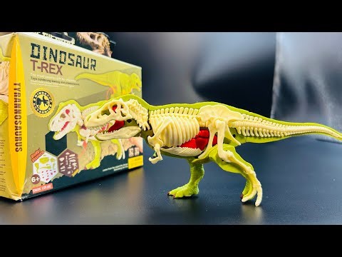 Unboxing & Building the AMAZING DIY T-Rex with Skeleton & Organs/ASMR