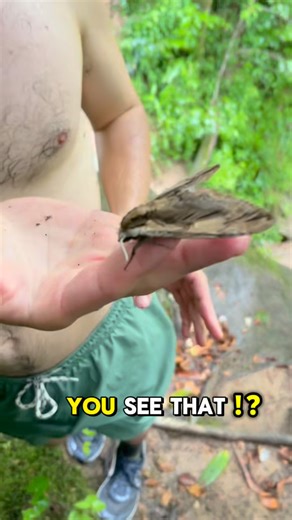 Zane Libke | How to tell the difference between male and female moths! Usually, male moths have feather like antennae to enhance their ability to... | Instagram