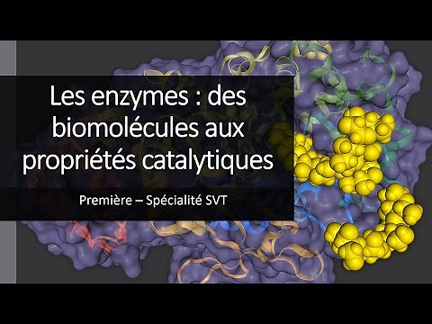 Cours Spé SVT 1eres - Les enzymes, des biomolécules aux propriétés catalytiques.