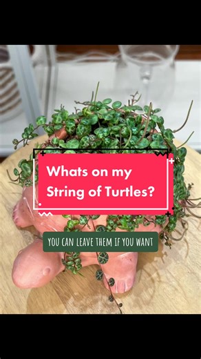 String of Turtles Plant Care: Satisfying Flower Chopping