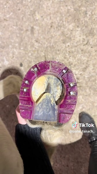 Fers Roses pour Ma Jument : Confort et Style !