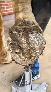 Drafthorse Right Hoof“Trimming“ #hooftrimming #frogtrimming #hoofcleaning #satisfying #farrier | ShoeHorse
